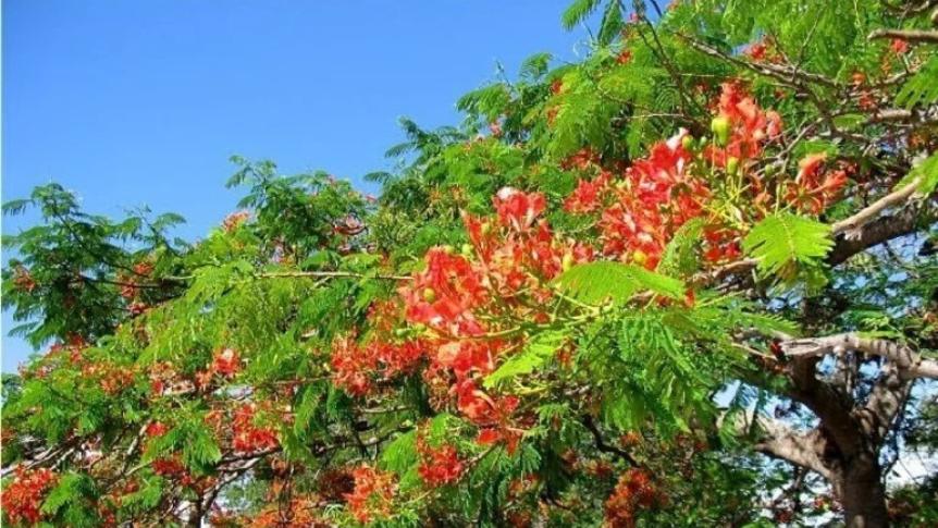 Corrientes: apuestan a conservar las especies vegetales de la provincia.