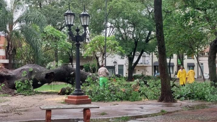 Temporal en Corrientes: árboles caídos y calles inundadas.