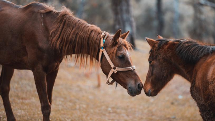 Santa Fe detectó el primer caso en humanos de Encefalitis Equina del Oeste.