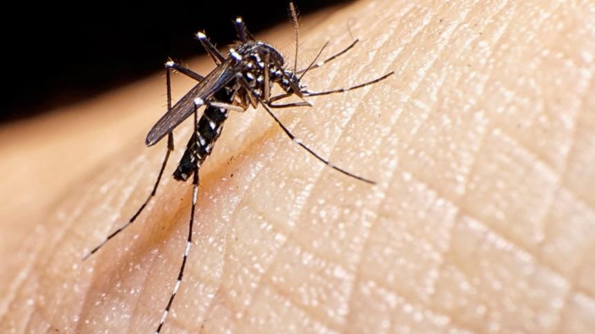 Corrientes: alerta por el aumento de casos de dengue.