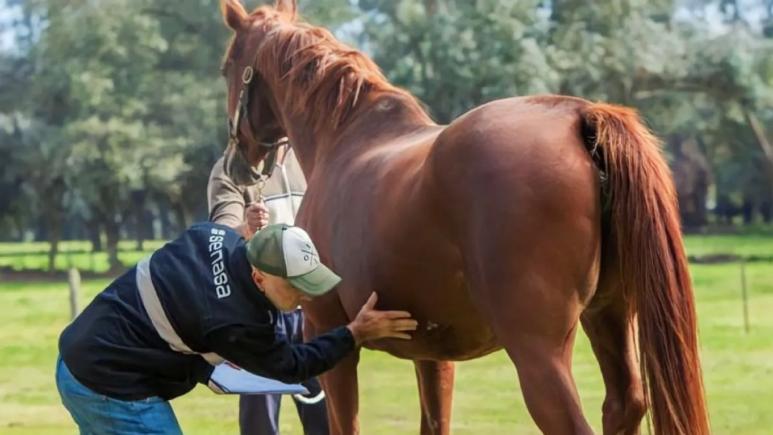 Vacunación obligatoria contra la encefalomielitis equina.